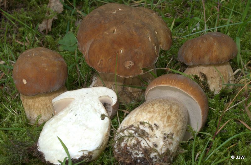 Boletus aestivalis